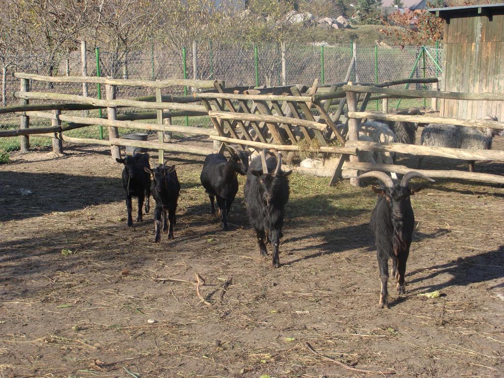 Gospodarstwo Agroturystyczne Ania I Filip Izabelin  Εξωτερικό φωτογραφία