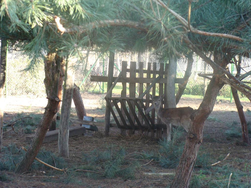 Gospodarstwo Agroturystyczne Ania I Filip Izabelin  Εξωτερικό φωτογραφία